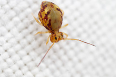 Ptenothrix maculosa olympia