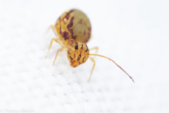 Ptenothrix maculosa olympia