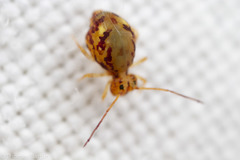 Ptenothrix maculosa olympia