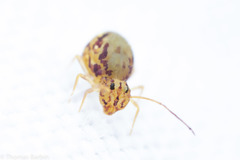 Ptenothrix maculosa olympia