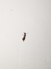 Formicidae