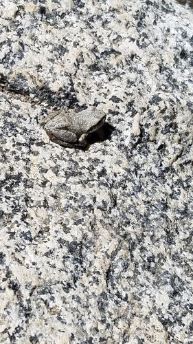 iNaturalist observation photo of Pacific chorus frog