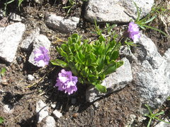 Primula glutinosa