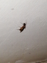 Formicidae