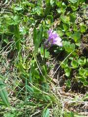 Primula glutinosa