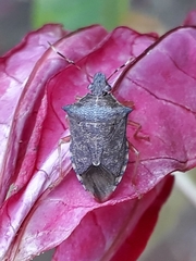 Podisus nigrispinus