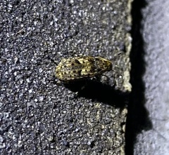 Euparius