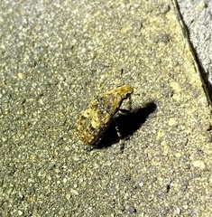 Euparius