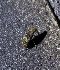 Euparius