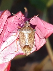 Podisus nigrispinus