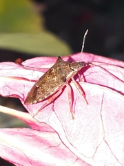 Podisus nigrispinus
