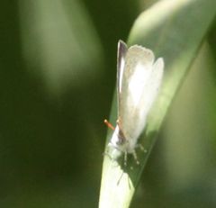 Spalgis lemolea lemolea