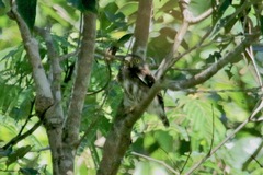 Glaucidium hardyi