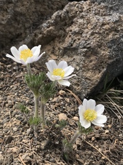 Anemone drummondii