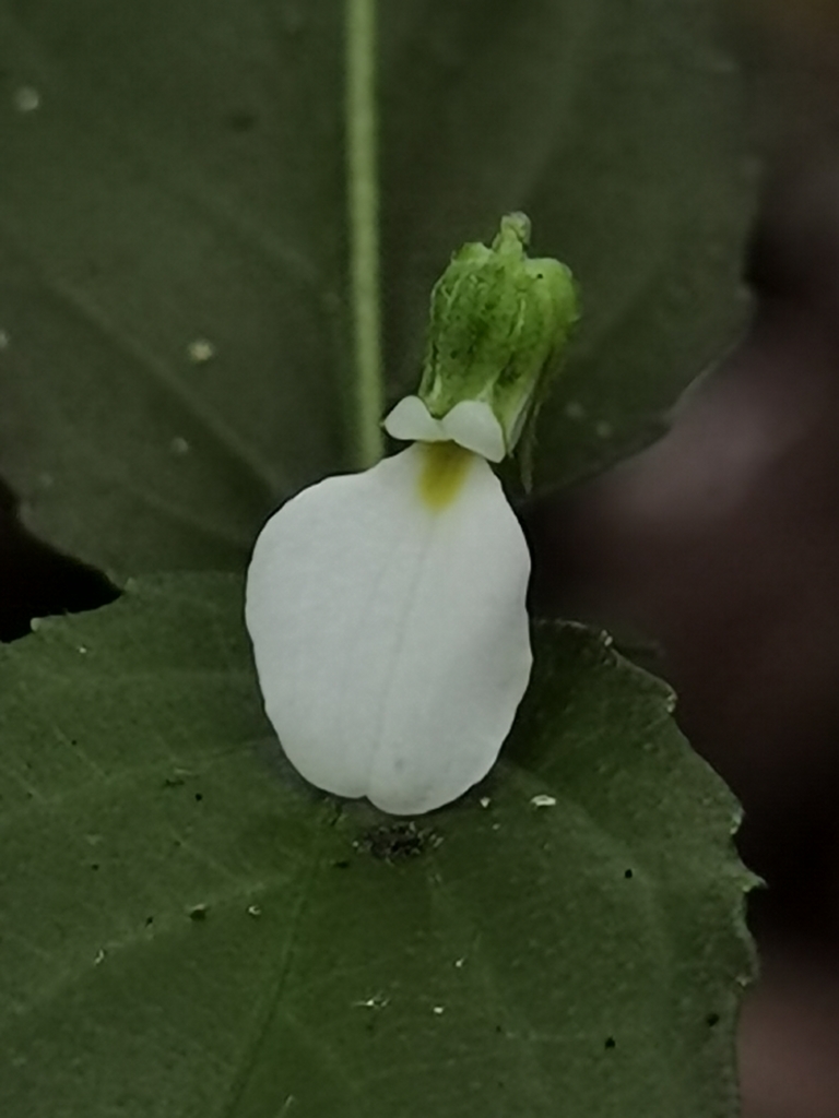 Hybanthus galeottii