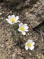 Anemone drummondii