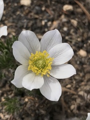 Anemone drummondii