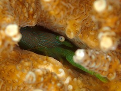 Coralliocaris graminea