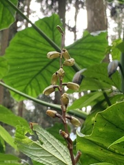 Gastrodia flabilabella