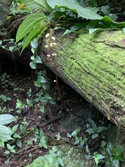 Gastrodia flabilabella
