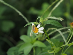 Eristalinus arvorum