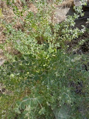 Galium hallii