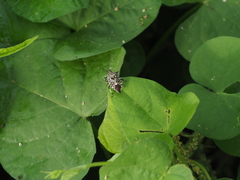 Eocanthecona furcellata