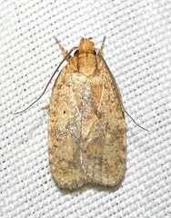 Agonopterix robiniella