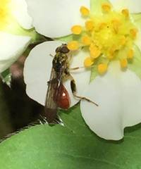 Sphegina