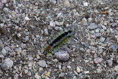 Lophocampa ingens
