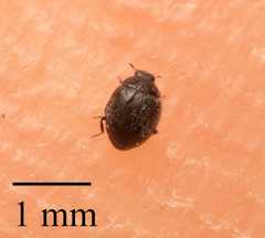 Stethorus punctum