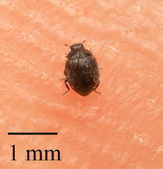 Stethorus punctum