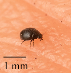 Stethorus punctum