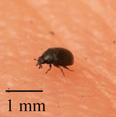 Stethorus punctum