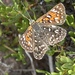 Mariposa Jaspeada Oscura de Baja California - Photo (c) Erik Meling, algunos derechos reservados (CC BY-NC), subido por Erik Meling