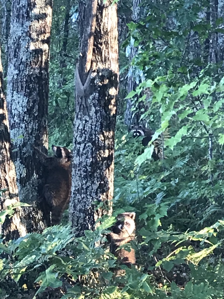Wi Brown Racoon Common Raccoon from Burnett County, WI, USA on July 12, 2020 at 08:04 ...