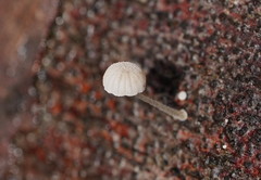 Mycena piringa