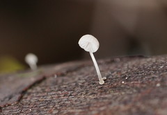 Mycena piringa