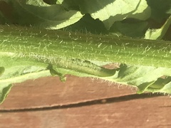 Rorippa barbareifolia