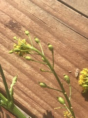 Rorippa barbareifolia