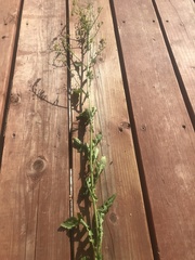 Rorippa barbareifolia