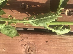 Rorippa barbareifolia