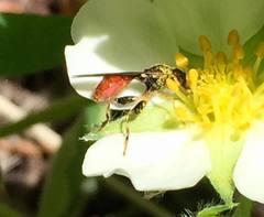 Sphegina