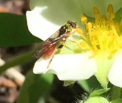Sphegina