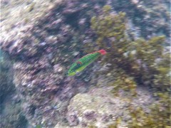 Halichoeres chierchiae