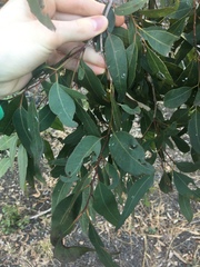 Eucalyptus paniculata
