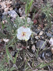 Oenothera coronopifolia
