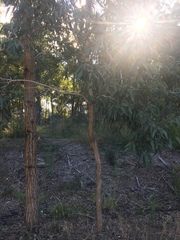 Eucalyptus paniculata