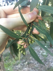 Eucalyptus paniculata