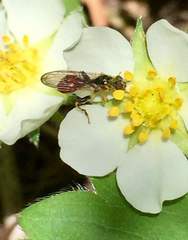Sphegina